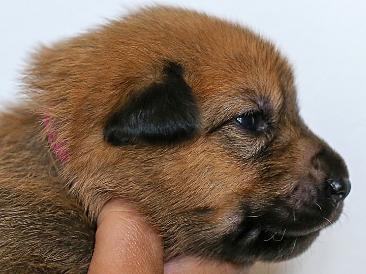 chinook puppy